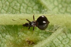 Microphysidae